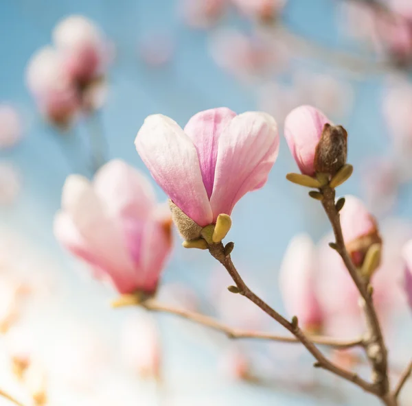 Magnolia różowe kwiaty — Zdjęcie stockowe