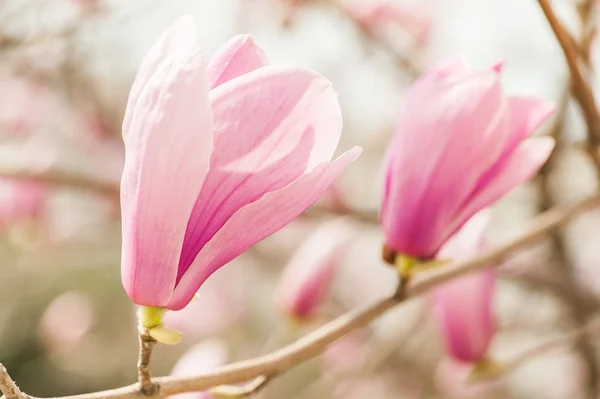 Beautiful  Pink Magnolia Flowers — Stock Photo, Image