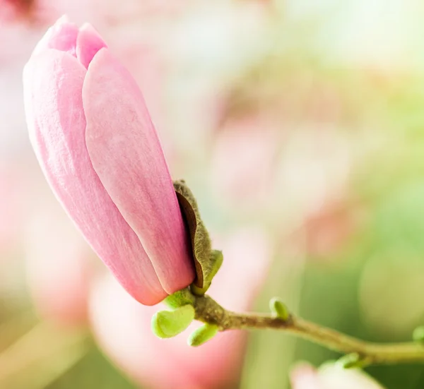 Pink Magnolia Flower — Stock Photo, Image