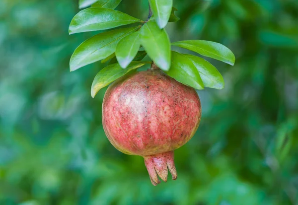Almost ripe colorful pomegranate — Stock Photo, Image