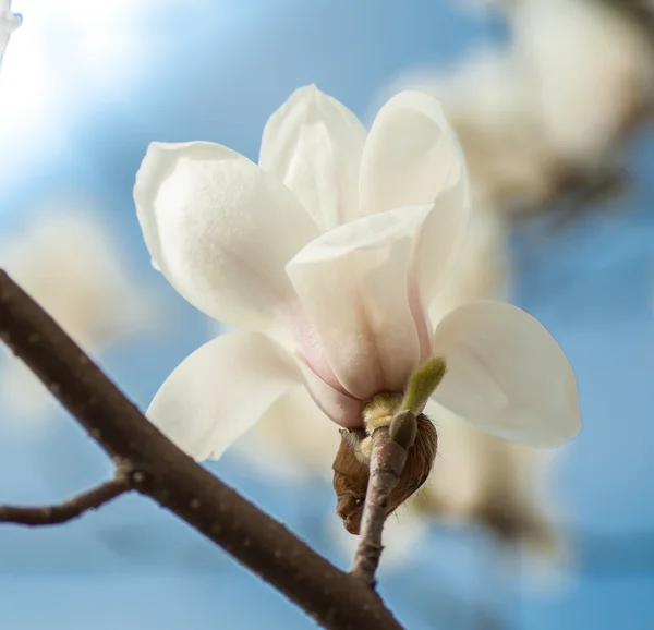 Kwiat magnolii biały — Zdjęcie stockowe