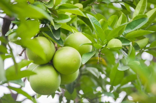 Pomelo πράσινα φρούτα σε ένα δέντρο — Φωτογραφία Αρχείου
