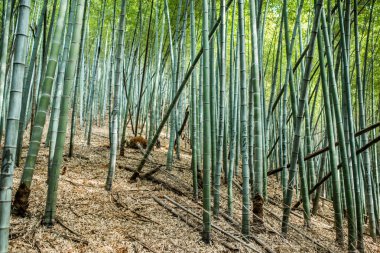 Bambu grove, bambu ormanı 