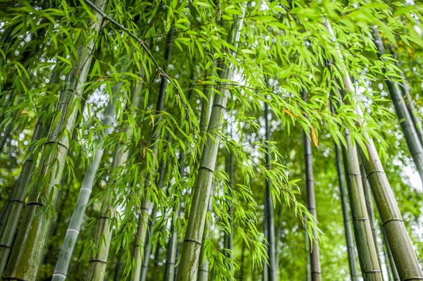 Bambu grove, bambuskog Royaltyfria Stockbilder