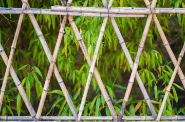  Bambu ağaçları ile eski bambu çit 