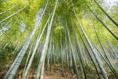 Bambu grove, bambu ormanı 