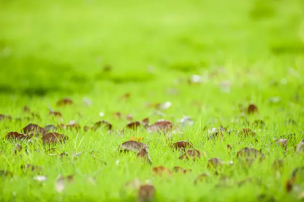 Green Grass on green background with leaves — Stock Photo, Image