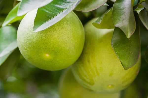 Pomelo πράσινα φρούτα σε ένα δέντρο — Φωτογραφία Αρχείου
