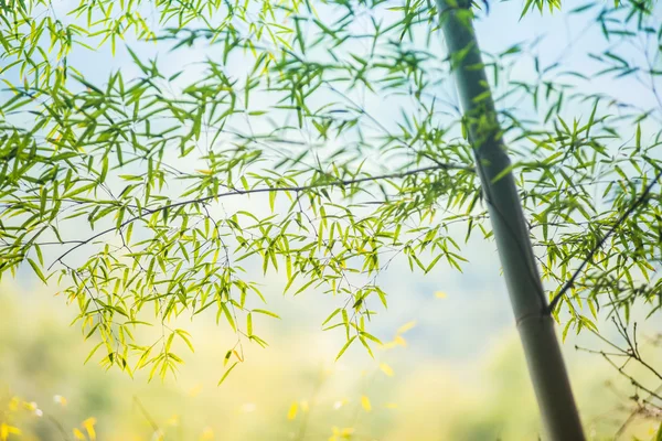 Bambu grove, bambuskog Stockbild