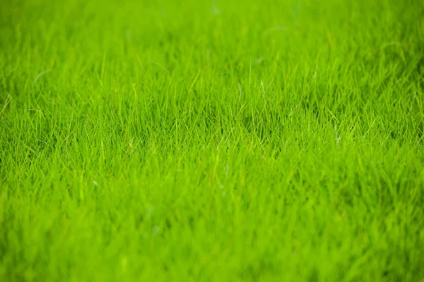 หญ้าสีเขียวบนพื้นหลังสีเขียว — ภาพถ่ายสต็อก