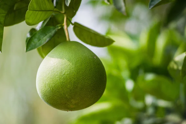 Pomelo πράσινα φρούτα σε ένα δέντρο — Φωτογραφία Αρχείου