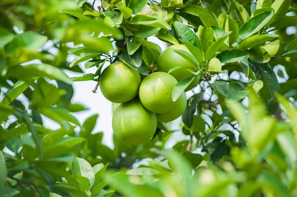 Pomelo πράσινα φρούτα σε ένα δέντρο — Φωτογραφία Αρχείου