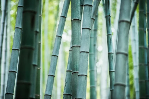 Bambu grove, bambuskog Stockbild