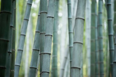 Bambu grove, bambu ormanı 