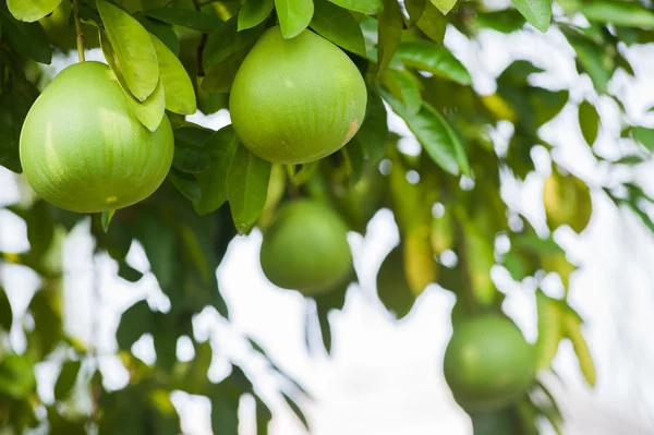 Groene Pomelo vrucht op een boom — Stockfoto