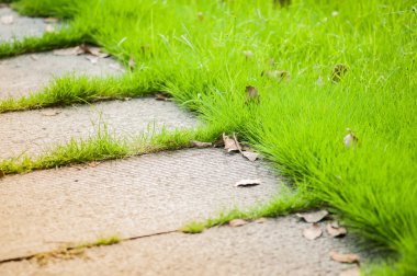 Yeşil çim ve beton kiremit