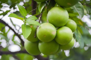 Yeşil Pomelo meyve ağacı üzerinde