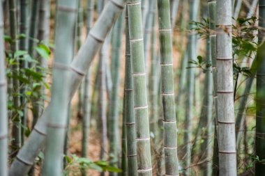 Bambu grove, bambu ormanı 