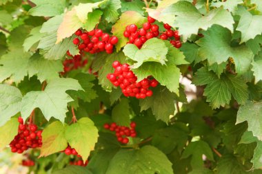 Kırmızı kartopu demetleri