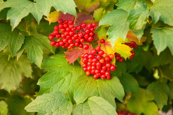 Bossen van rode viburnum — Stockfoto