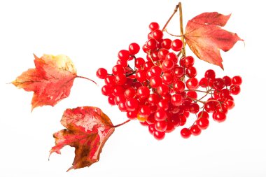 Beyaz zemin üzerine kırmızı kartopu demetleri