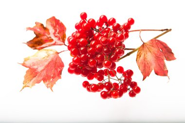 Beyaz zemin üzerine kırmızı kartopu demetleri