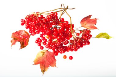 Beyaz zemin üzerine kırmızı kartopu demetleri