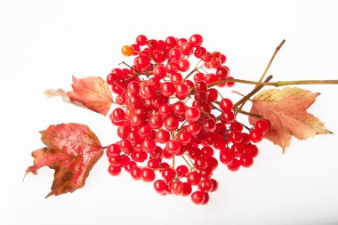 Beyaz zemin üzerine kırmızı kartopu demetleri