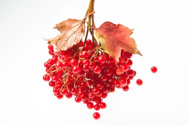 Beyaz zemin üzerine kırmızı kartopu demetleri