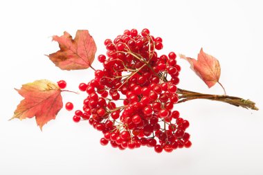 Beyaz zemin üzerine kırmızı kartopu demetleri