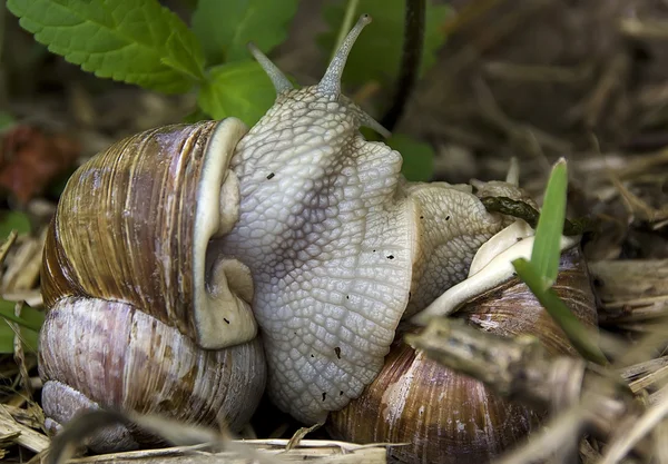 Zwei Weinbergschnecken - two edible snails — Stock Photo, Image