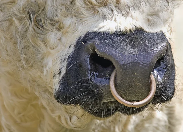 Nahaufnahme eines Gallowaystiers mit Nasenring — Stock Fotó