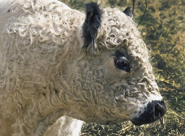 Gallowaystier mit Nasenring - Galloway ταύρου με δαχτυλίδι μύτης — Φωτογραφία Αρχείου
