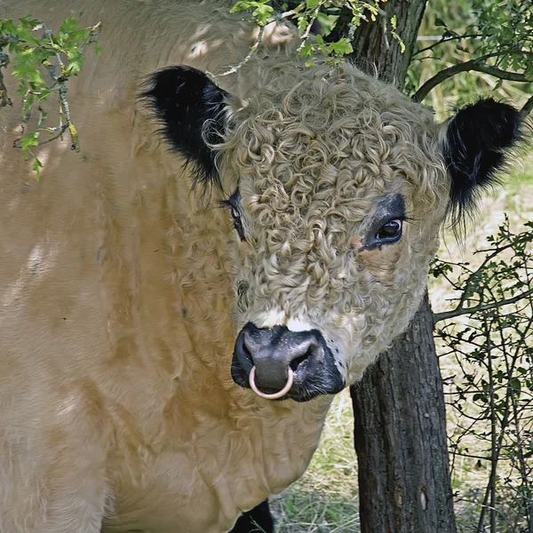 Gallowaystier mit Nasenring - Galloway ταύρου με δαχτυλίδι μύτης — Φωτογραφία Αρχείου