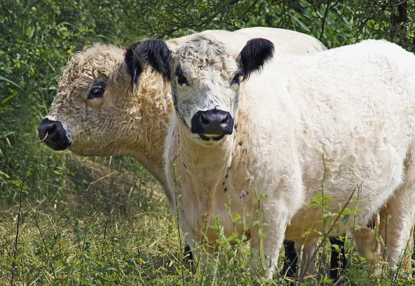 Gallowayrinder-Stier mit Kuh — 스톡 사진