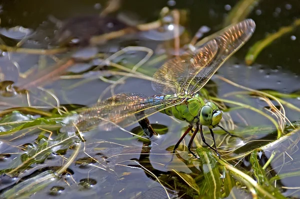 Libelle legt Eier — Stockfoto