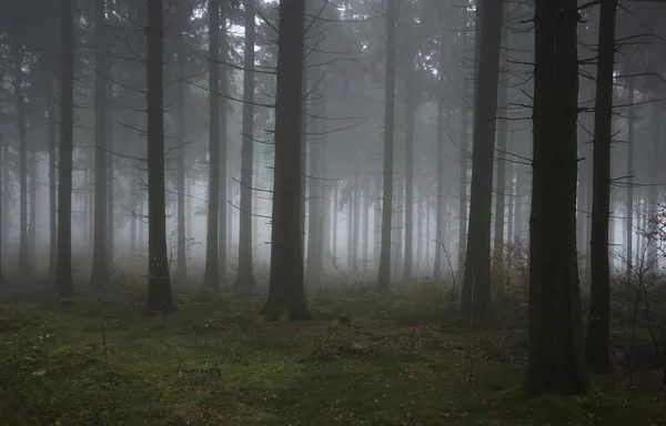 Dimmigt hösten trä — Stockfoto