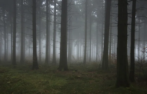 Mglisty drewno jesień — Zdjęcie stockowe