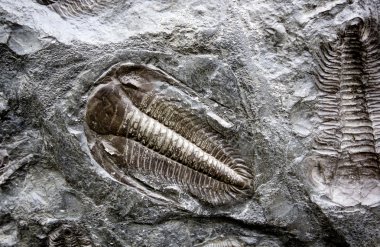 iyi korunmuş fosilleşmiş trilobite