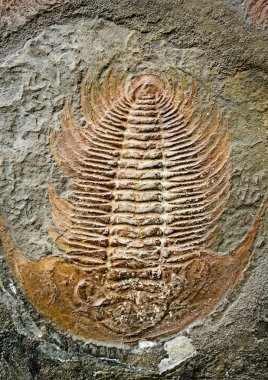 iyi korunmuş fosilleşmiş trilobite