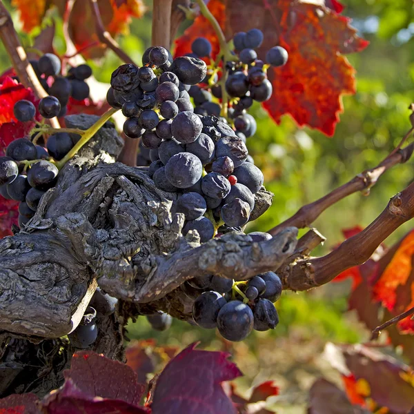 Uvas azules maduras —  Fotos de Stock