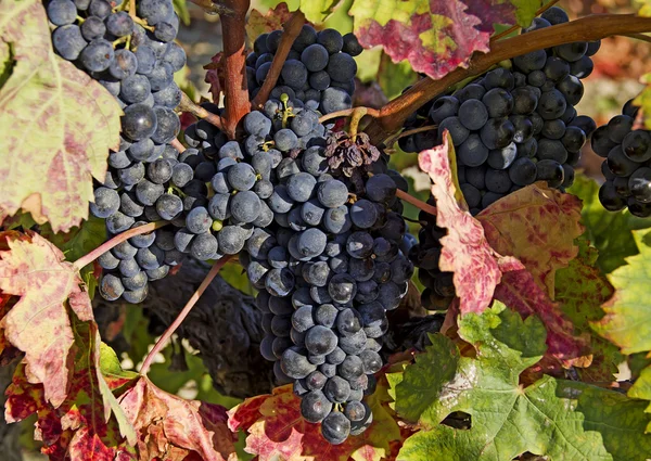 Uvas azules maduras —  Fotos de Stock