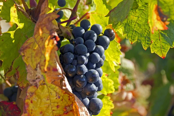 Ripe blue grapes — Stock Photo, Image