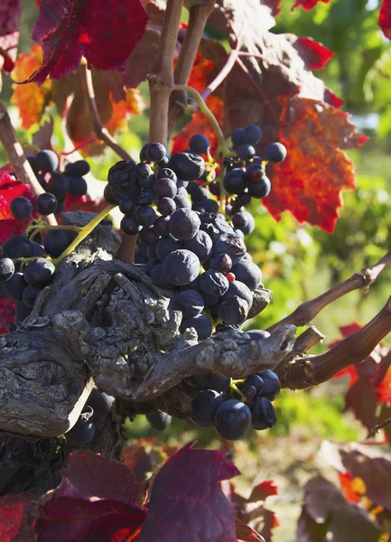 Ripe blue grapes — Stock Photo, Image