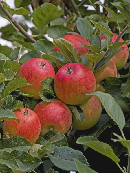 Dojrzałe jabłka trochę pod koniec lata — Zdjęcie stockowe