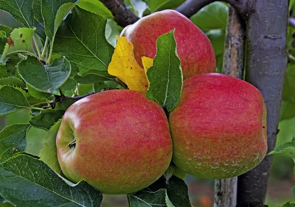 Pommes mûres rouges à la fin de l'été — Photo