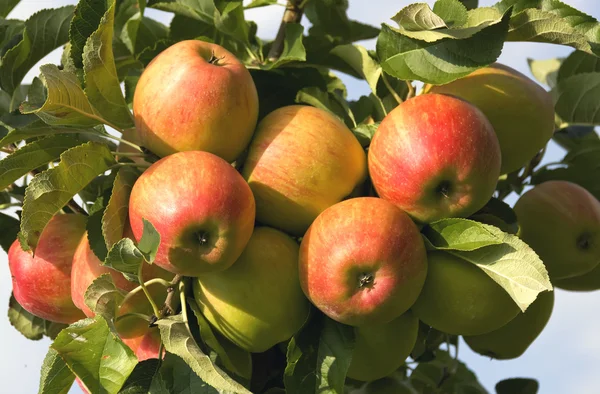 Pommes mûres rouges à la fin de l'été — Photo