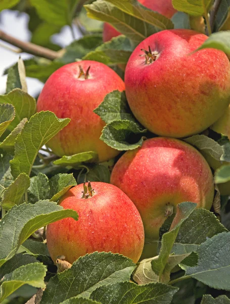 Pommes mûres rouges à la fin de l'été — Photo