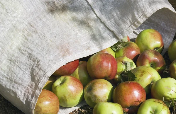 Worek pełen dojrzałych jabłek — Zdjęcie stockowe
