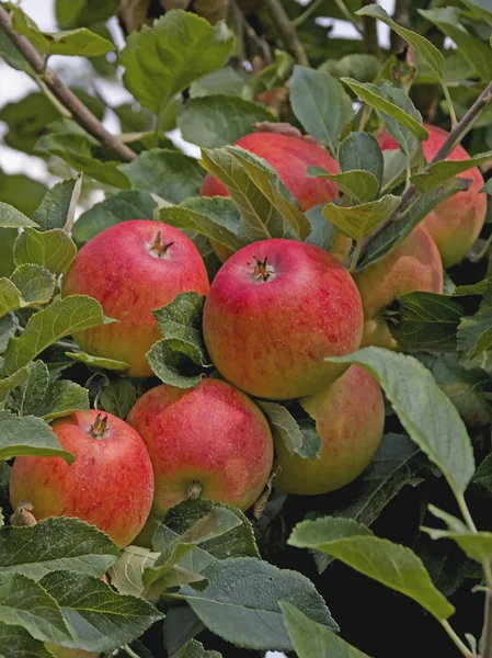 Manzanas maduras a finales del verano —  Fotos de Stock